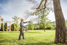 Leaf Removal in Rising Sun, MD