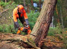 Best Tree and Shrub Care  in Rising Sun, MD