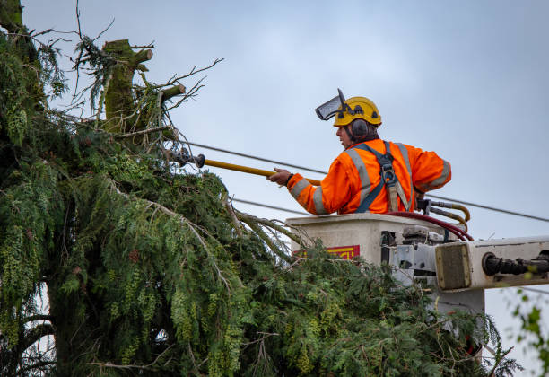 Best Storm Damage Tree Cleanup  in Rising Sun, MD
