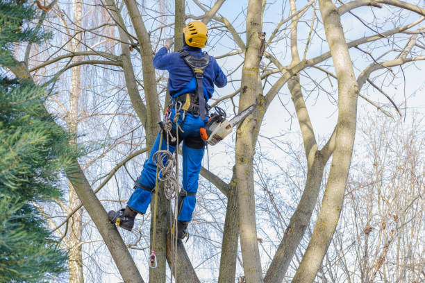Best Pest Control for Lawns  in Rising Sun, MD