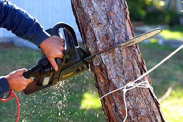 Best Tree Risk Assessment  in Rising Sun, MD