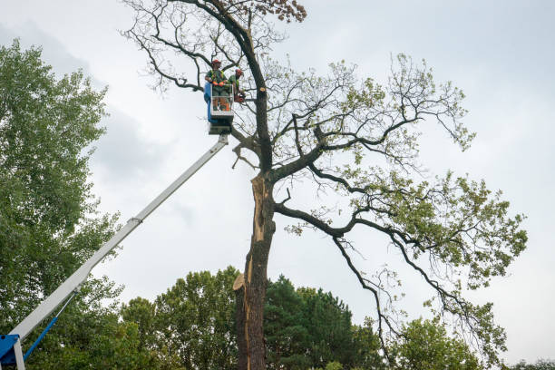 Pest Control for Lawns in Rising Sun, MD