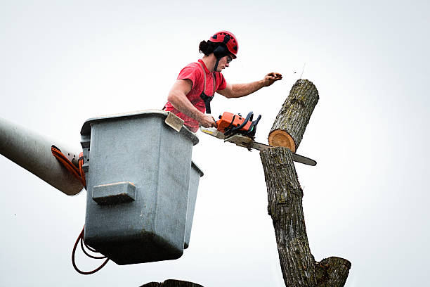 Best Palm Tree Trimming  in Rising Sun, MD