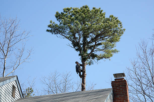Best Firewood Processing and Delivery  in Rising Sun, MD